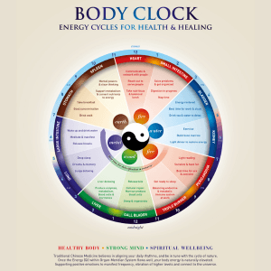 TCM body clock diagram showing organ meridian activity times throughout the day and night, relevant to menopause and stress symptoms